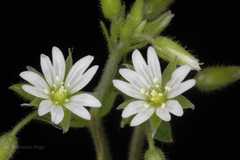 Cerastium cerastoides